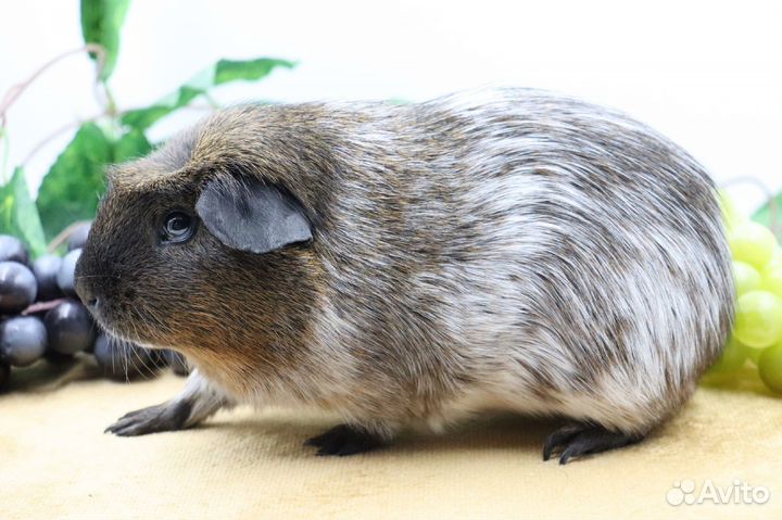 Морская свинка вязка самец