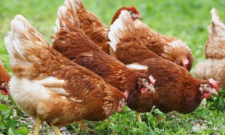 Курочки несушки