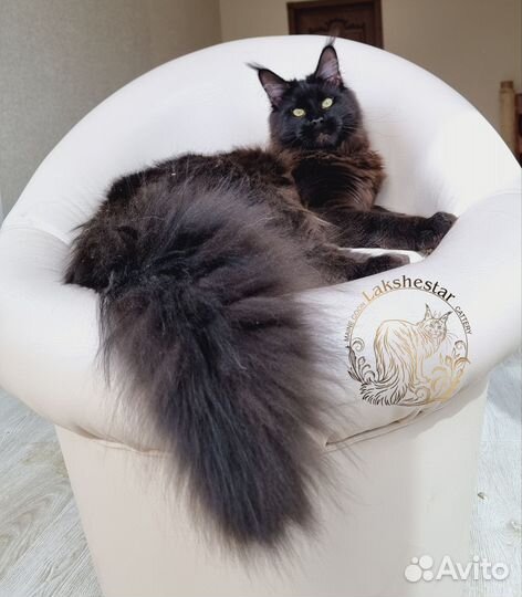 Мейн кун из питомника Lakshestar