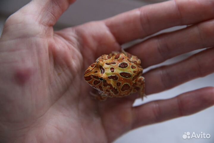 Лягушка-рогатка