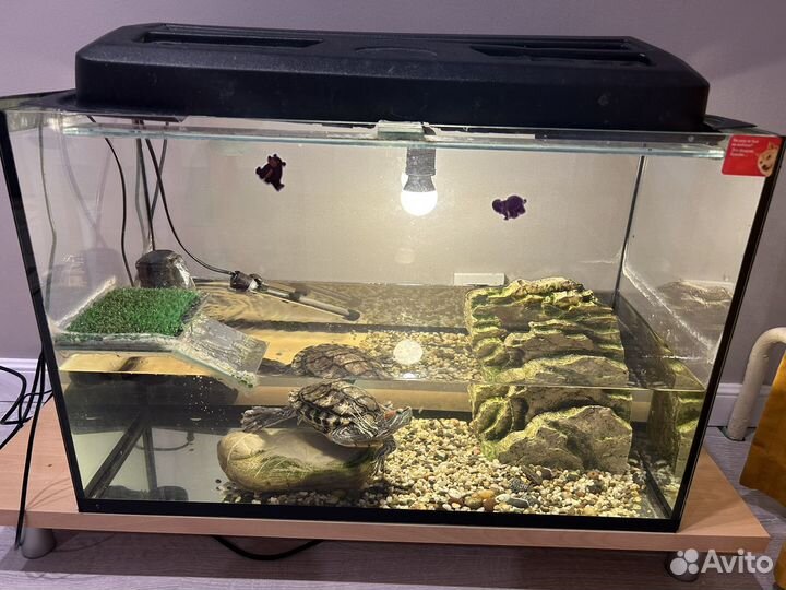 Отдам красноухую черепаху с аквариумом