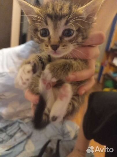 Котятки в дар