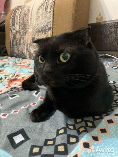 Британские котята
