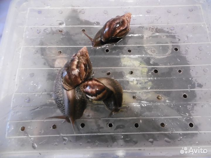 Улитки ахатина