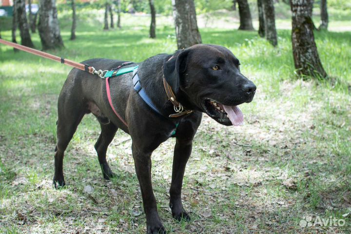 Питбуль в добрые руки бесплатно