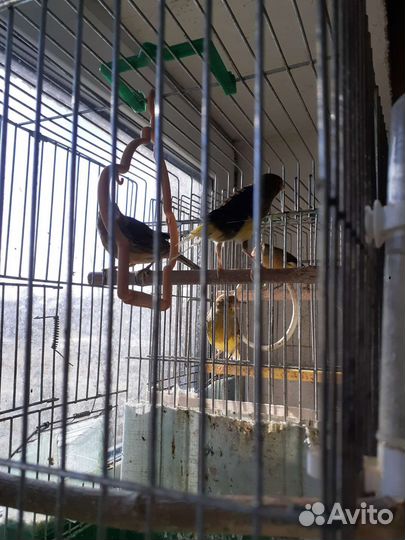 Кенара и канарейки