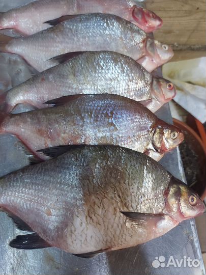 Свежая рыба лещ