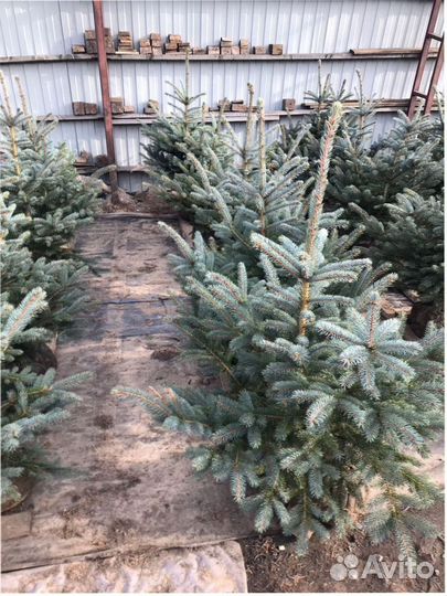 Ель голубая 60/120/150 см сосна горная кедр сибирс
