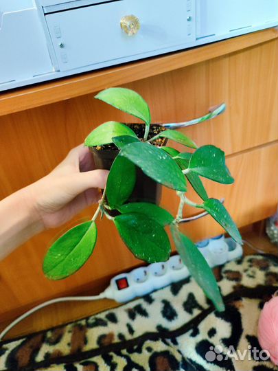 Хойя карноза