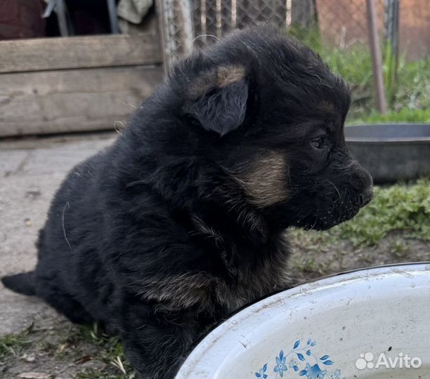 Щенки немецкой овчарки