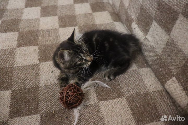 Курильский бобтейл котенок