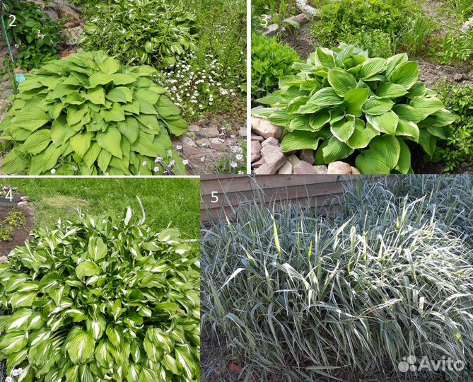 Плетистая роза,цветы многолетники