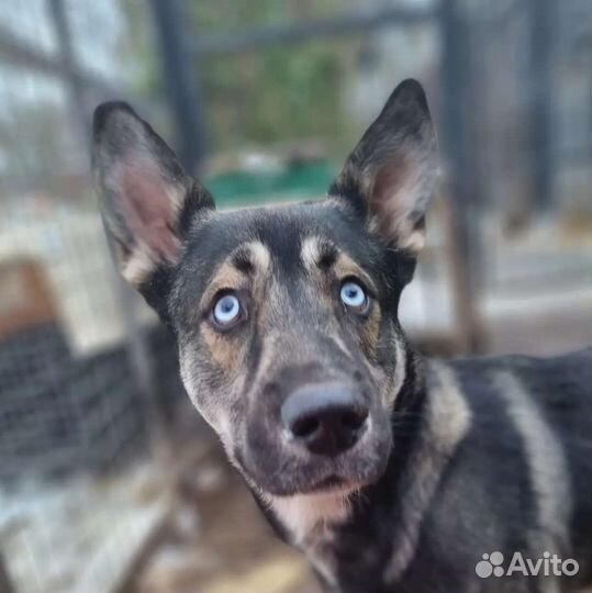 Бильбо ищет дом