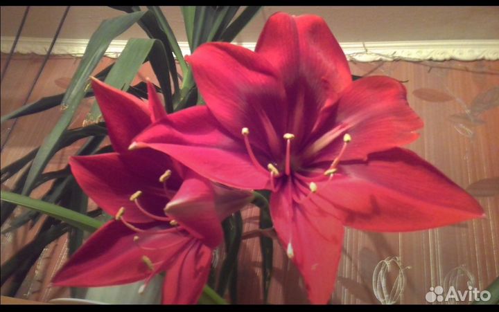 Комнатные цветы