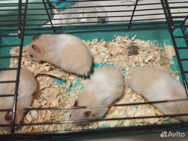 Сирийский хомяк