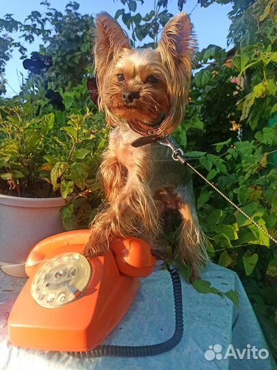 Йоркширский терьер вязка мальчик