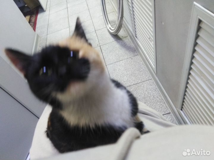 Найдена кошечка