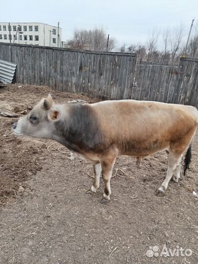 Быки на племя