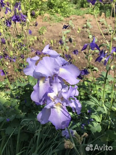 Ирисы бородатые