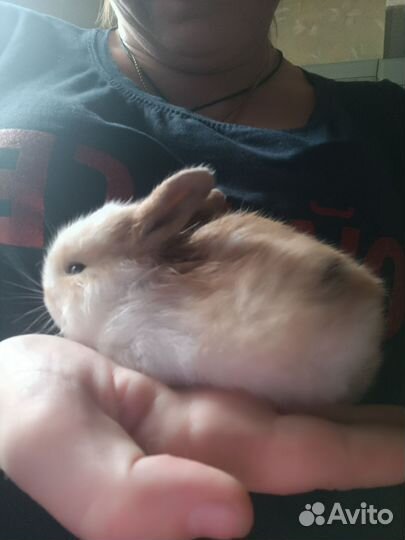 Декоративные карликовые кролики