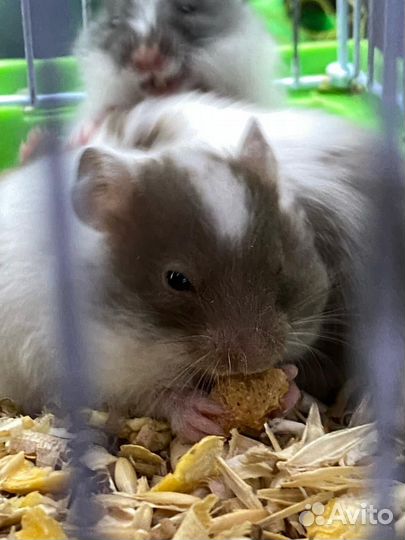 Сирийский хомяк малыш
