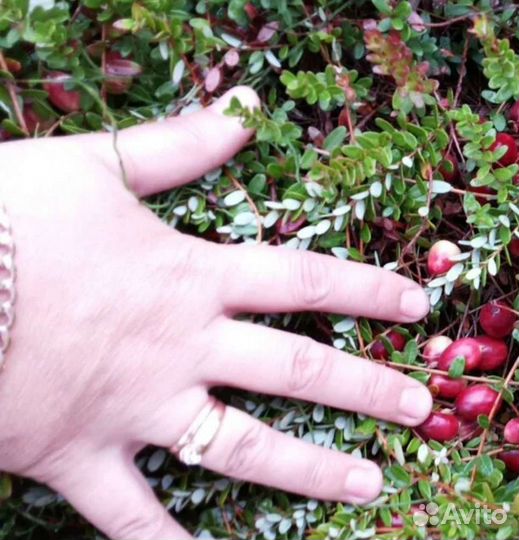 Саженцы клюквы,зкс