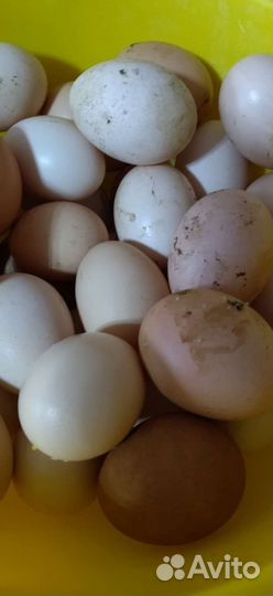 Инкубационное яйцо