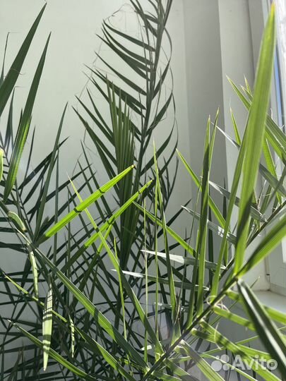 Комнатные цветы Пальма, Гибискус, Толстянка