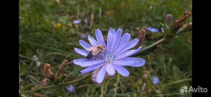 Перга в гранулах 2023 года