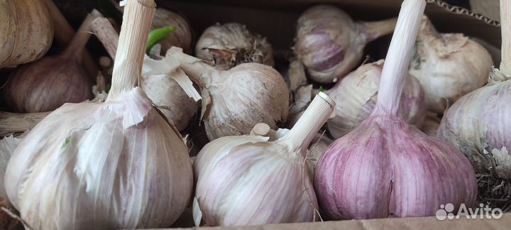 Высокоурожайный крупный чеснок отечественный