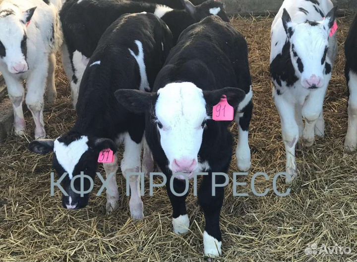 Телята бычки