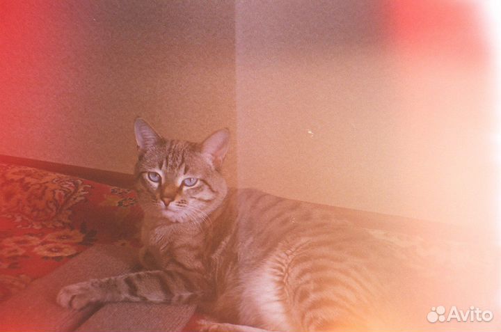 Плёночный фотоаппарат