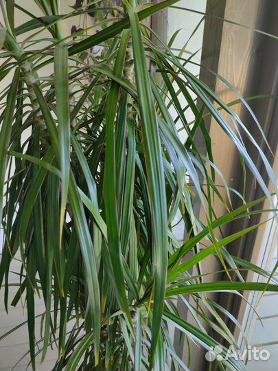 Пальма драцена