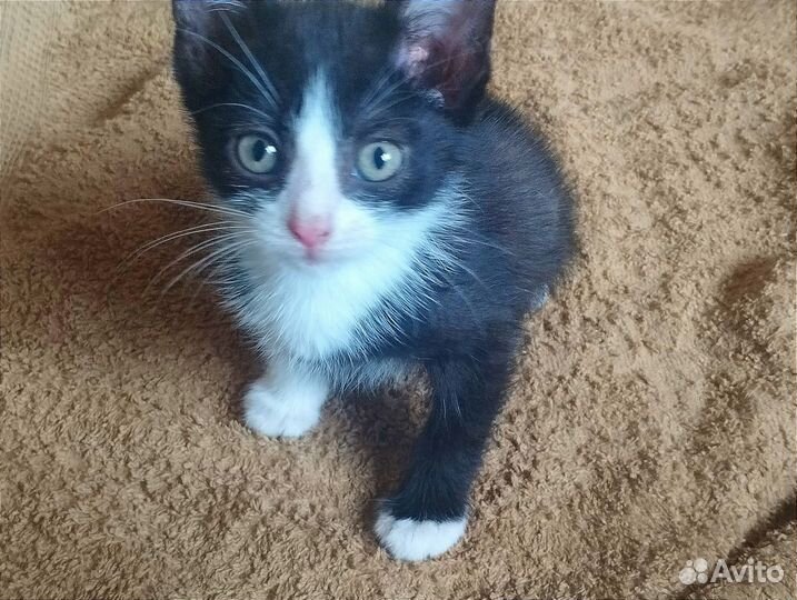 Котёнок 2-2,5 мес