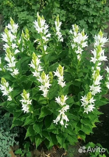 Вербейник, лихнис, колокольчик многолетники