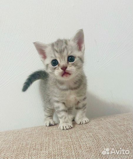 Британские котята