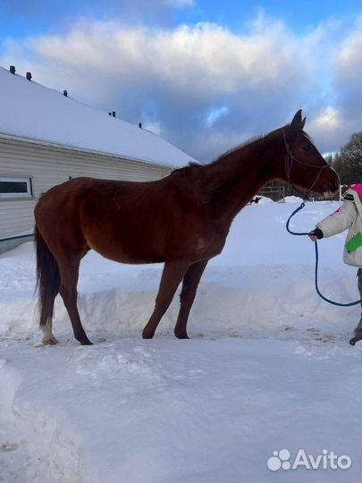 Продам лошадей