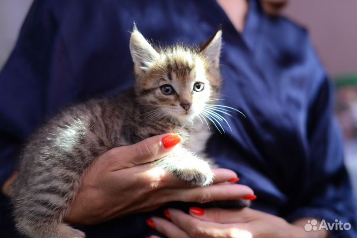 Котенок мальчик в добрые руки