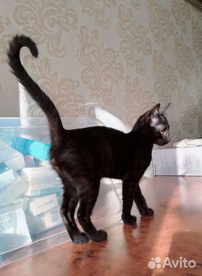 Чёрный Носатик с бархатной шубкой