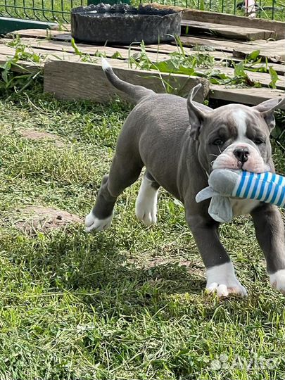 Щенок Староанглийского бульдога