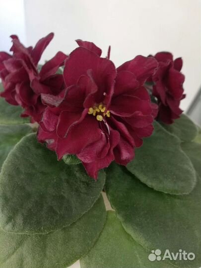 Фиалки сортовые-детки