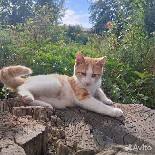 Кошка в дар бесплатно