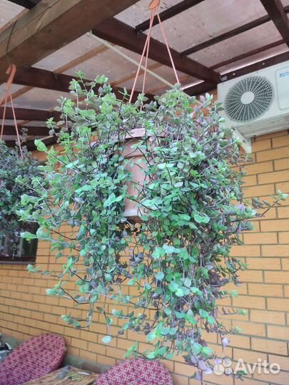 Цветы в кашпо: каллизия, традесканция и хлорофитум