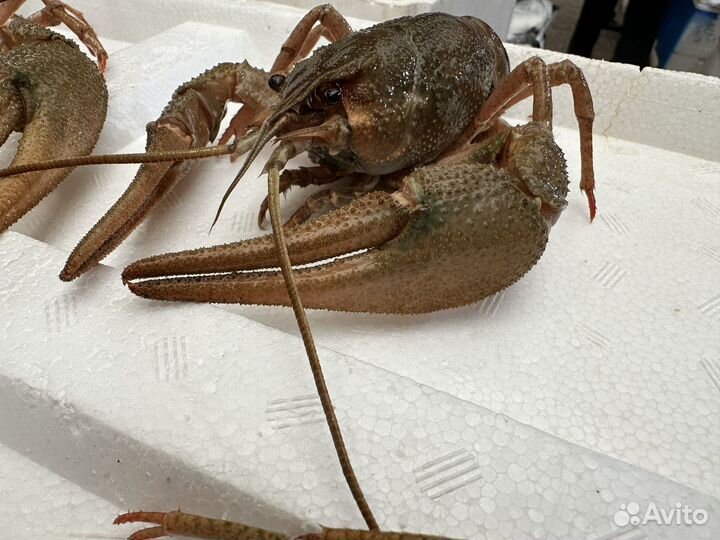 Раки Живые Волга