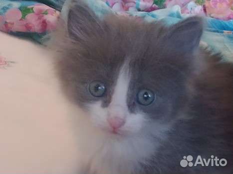 Пушистый котёнок