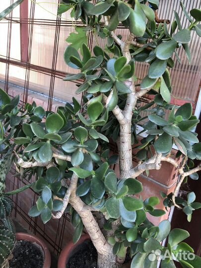 Комнатные цветы