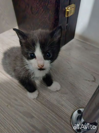 Отдам бесплатно в хорошие руки