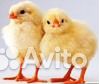 Суточный молодняк птицы