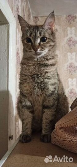 Дося ищет дом