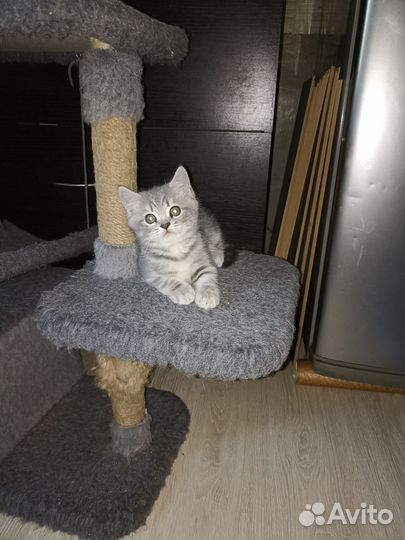 Британские котята